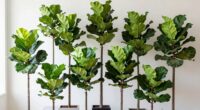 top luxury fig trees