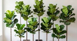 top luxury fig trees